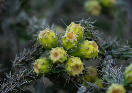 Light Green Color Of Chainlink Cactus Fruits in Saguaro National Parksの写真素材