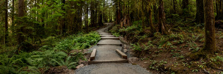 Panorama Of Sol Duc Falls Trails Stairway in Olympic National Park