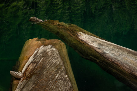 Two Logs Float Beneath The Calm Surface Of Green Lake in Mount Rainier National Park