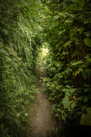 Trail Cuts Through Tunnel Of Overgrown Green Plants in Redwood National Parkの写真素材