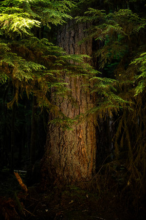 Thick Pine Trunk Catches Sunlight As The Surrounding Forest Fades Into Shadow in Olympic National...