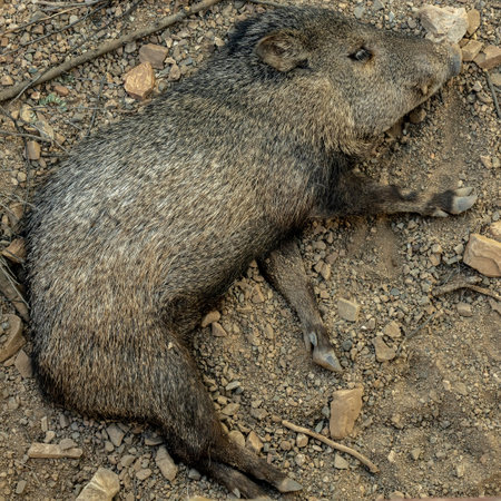 Javelina Sleeps In The Rocky Dirt Of Desert in Arizonaの写真素材