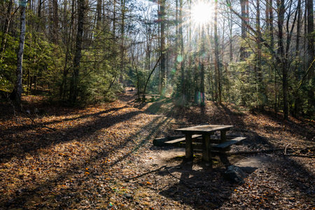 Campsite Along Noland Creek Trail In Great Smoky Mountains National Parkの写真素材