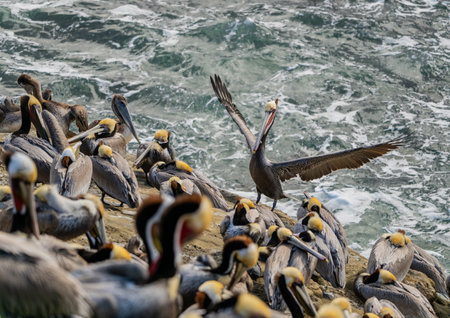 Large Brown Pelican Comes In For A Landing along crowded rockの写真素材