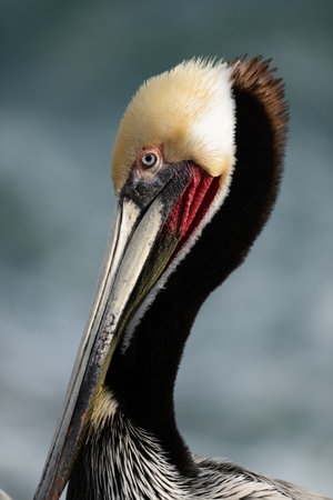 Muted Colors of Brown Pelicans Long Neck in front of oceanの写真素材