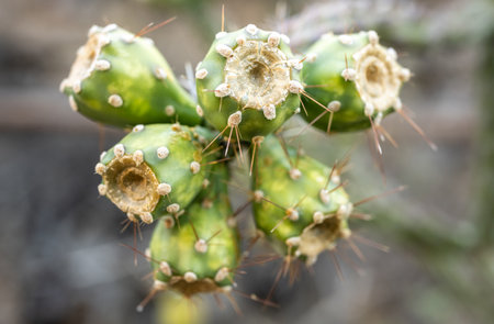 Small Spines Cover The Bright Green Fruit On Prickly Pear Cactus in Saguaro National Parkの写真素材