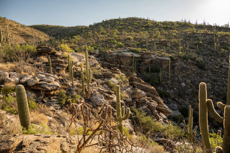 Quilter Trail Passes Through Small Canyon In Saguaro National parkの写真素材
