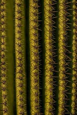 Uniform Spines Of A Saguaro Cactus Catch Golden Light In The Evening in Saguaro National Parkの写真素材