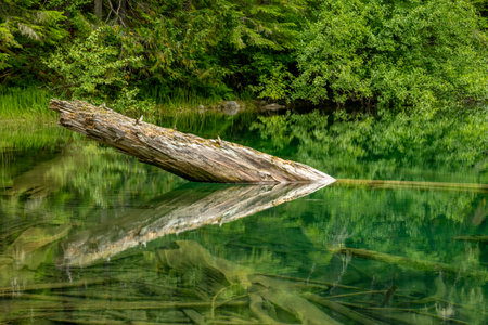 Weathered Log Reflects In The Clear Still Water Of Green Lakeの写真素材