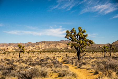 Wide Sand Trail Passes Through Joshua Tree Forest on sunny winter dayの写真素材