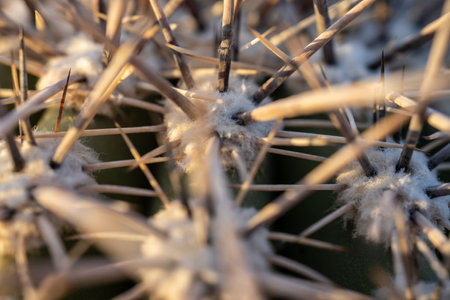 Close Up of The Base Of Spine On Saguaro Cactus Top in evening lightの写真素材