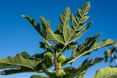 Green Fig Leaves Grow Against Blue Sky in Arizona gardenの写真素材