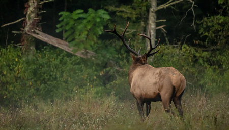 Bull Elk with Large Dark Rack Looks Toward Foggy Forest in the Smokiesの写真素材