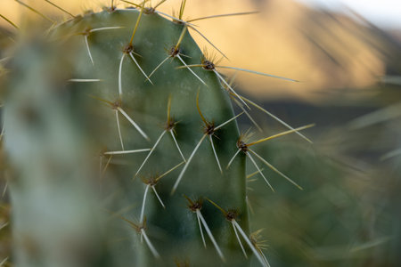 Peering Deep Into Prickly Pear Cactus Covered In Spines And Glochids in Saguaro National Park