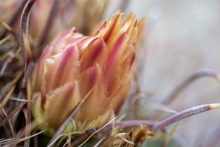 Soft Orange And Pink Petals On Flower Surrouded By Sharp Spines Of Barrel Cactus in Saguaro National Parkの写真素材