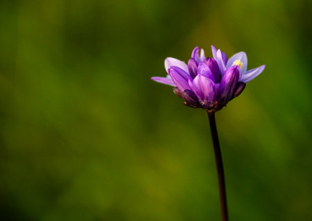 Wild Hyacinth Against Dark Green Background with copy space to leftの写真素材
