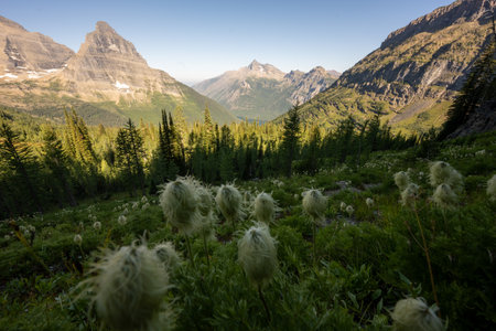 Western Seed Head Fill The Hillside Overlooking Upper Kintla Lake in Glacier National Parkの写真素材