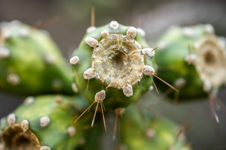 Close Up of Spines On Prickly Pear Fruit in Saguaro National Park