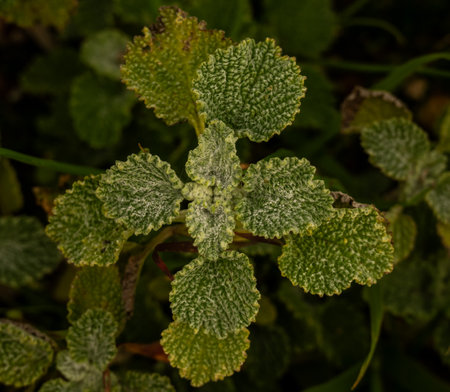 Drops Of Dew On White Horehound Leaves in Channel Islands National Park