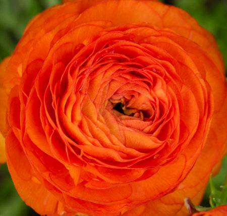Close Up Of Ranunculus  Bloom And The Layers Of Petals