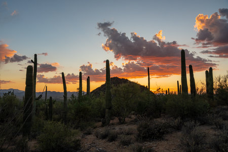 Saguaro Cactus Rise High Into The Sky Under Glowing Clouds At Sunset in Saguaro National Park