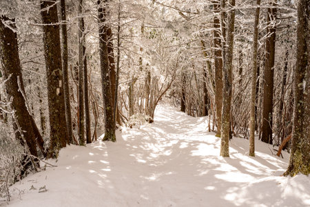 Winter Wonderland on the Snake Den Ridge Trail in the Smokies