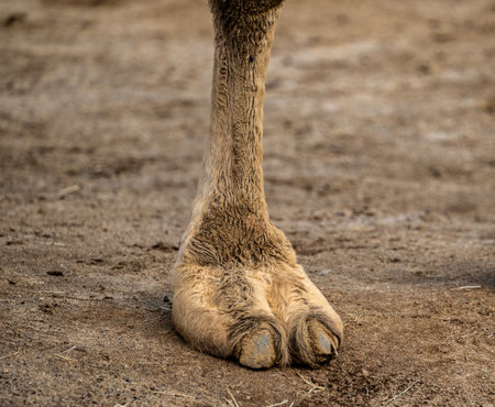 Fuzzy Foot Of Camel on Dirt Groundの写真素材