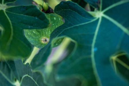 Growing Fig Hides Among The Dark Green Leaves Of Tree in outdoor garden