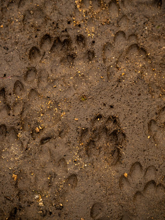 Multiple Paw Prints Of Channel Island Foxes in Channel Islands National Park