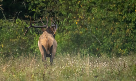 Rear Of Large Male Elk Tilts Head Back and Bugles in Field in Cataloocheeの写真素材