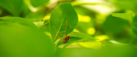Peeking On A Small Spider Through Green Leaves in Shenandoah National Park