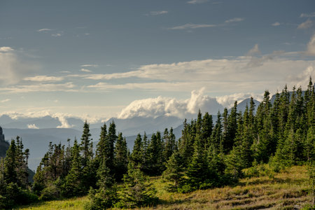 Pines On The Ridge At The Trailhead Of Highline Trail in Glacier National Park