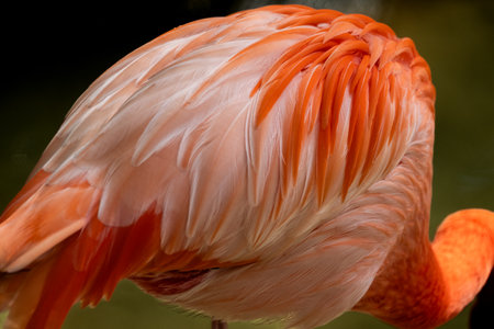 Colorful Texture Of Flamingo Feathers on its rear endの写真素材