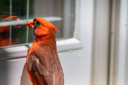 Thin Cardinal Looks At Itself In Window Reflection on side of house