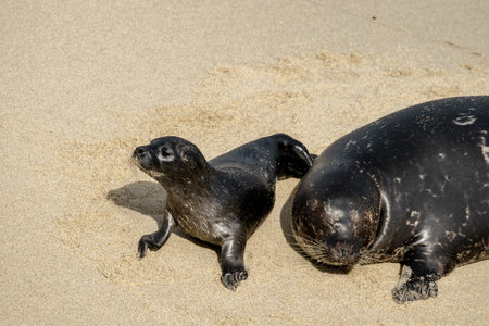 Curious Baby Seal Wanders Around While Mother Sleeps on sandy beach