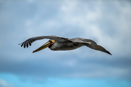 Flying Brown Pelican From Behind Against Cloudy Sky along the coastの写真素材