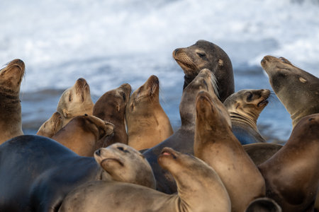 Large Maie Sea Lion Rises Above Surrounding Females on crowded rock