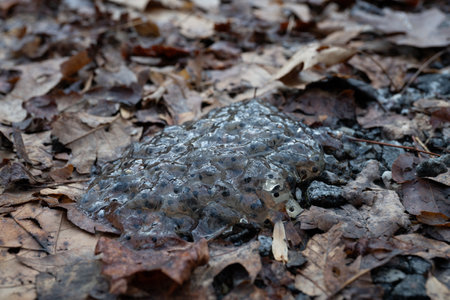 Pile of Frog Eggs Dry Out Atop Fallen Leaves on forest floor
