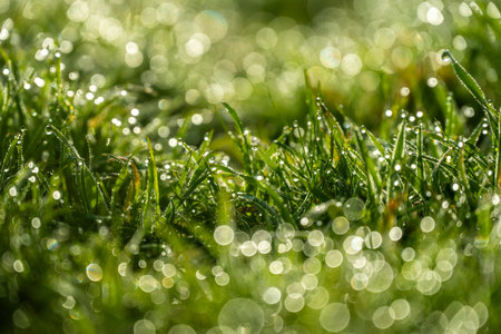 Narrow Focus of Dew On Green Grassの写真素材