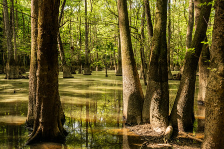 Still Water Of Cedar Creek Lined With Muddy Trees in Congaree National Parkの写真素材