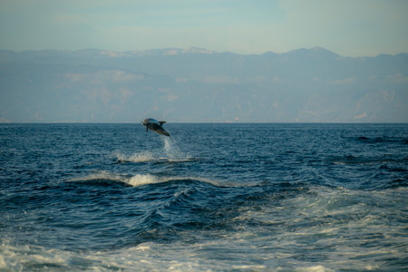Dolphin Jump Above The Water With The Coast Of California In The Distance in the Santa Barbara Channelの写真素材