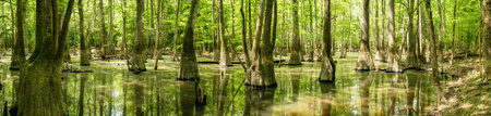 Panorama Of Cypress Stand Tall In The Still Water Of Congaree National Park