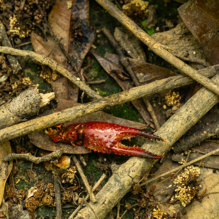 Tiny Crab Claw Sits on Forest Floor in Congaree National Parkの写真素材