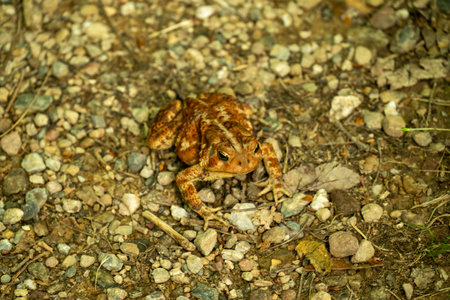 Brown Toad Sits on Gravel Trail in Shenandoah National Park