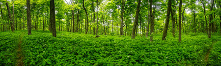 Forest Takes Over the Laurel Prong Trail in Shenandoah National Park