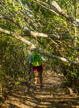 Hiker Navigates Thick Forest Trail on Sandfly Islandの写真素材