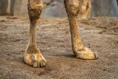 Front Legs Of Camel on dirt surfaceの写真素材