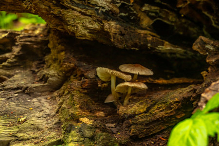 Three Tiny Mushroom Grow in Cracks of Fallen Tree Trunk in Shenandoah forestの写真素材