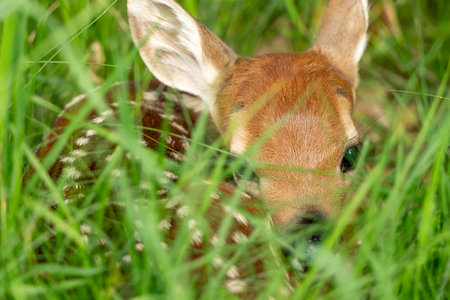 Tiny Fawn Hides in Grassy Field While Mother is Out Grazingの写真素材
