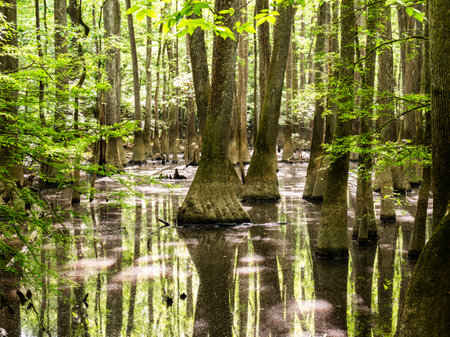 Cypress Trees Sit in Pollen Covered Water i Congaree National Parkの写真素材